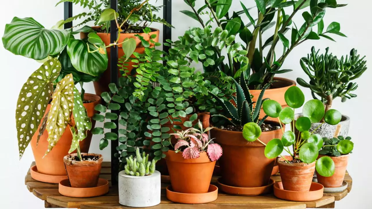 5 Amazing Beautiful Blue House Plants 6 Carry Out Photosynthesis