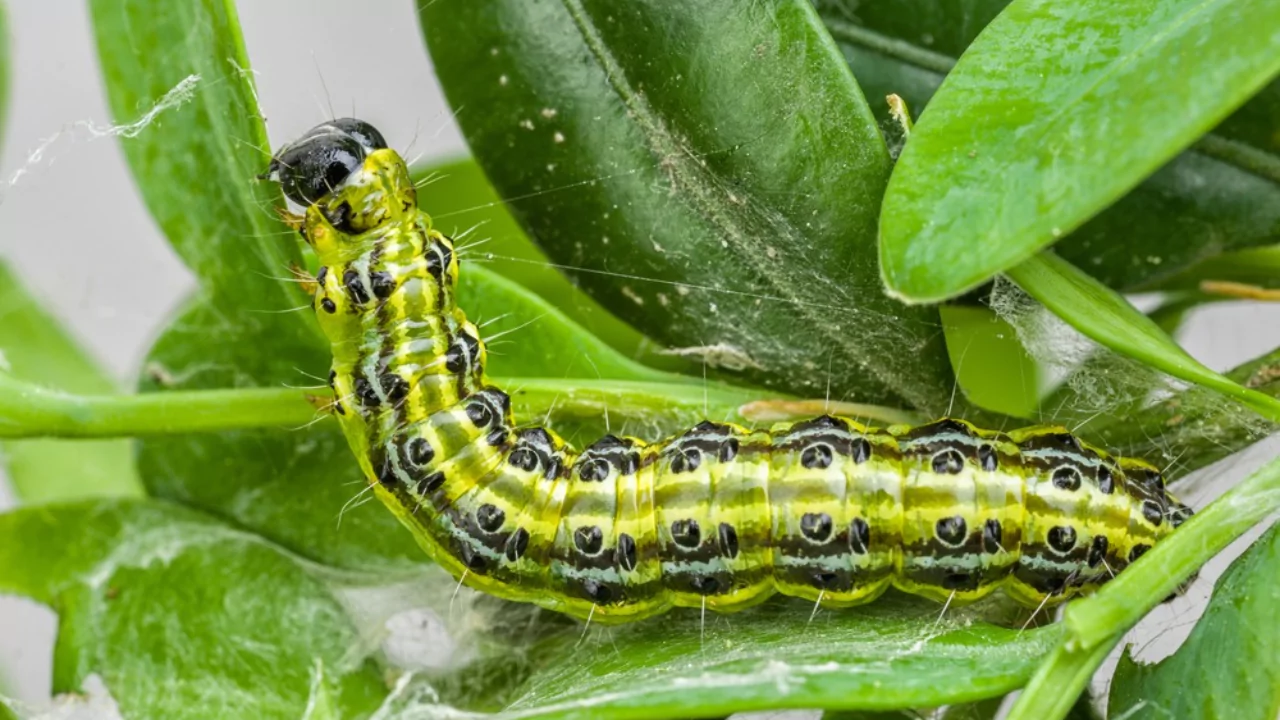 Do Caterpillars Have Legs? 2 Caterpillars body