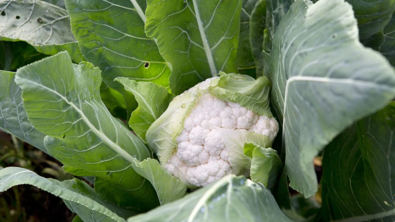 Cauliflower