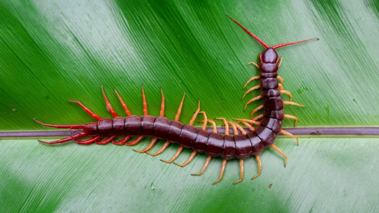 Do Centipedes Have 100 Legs? Why Do They Have so Many Legs