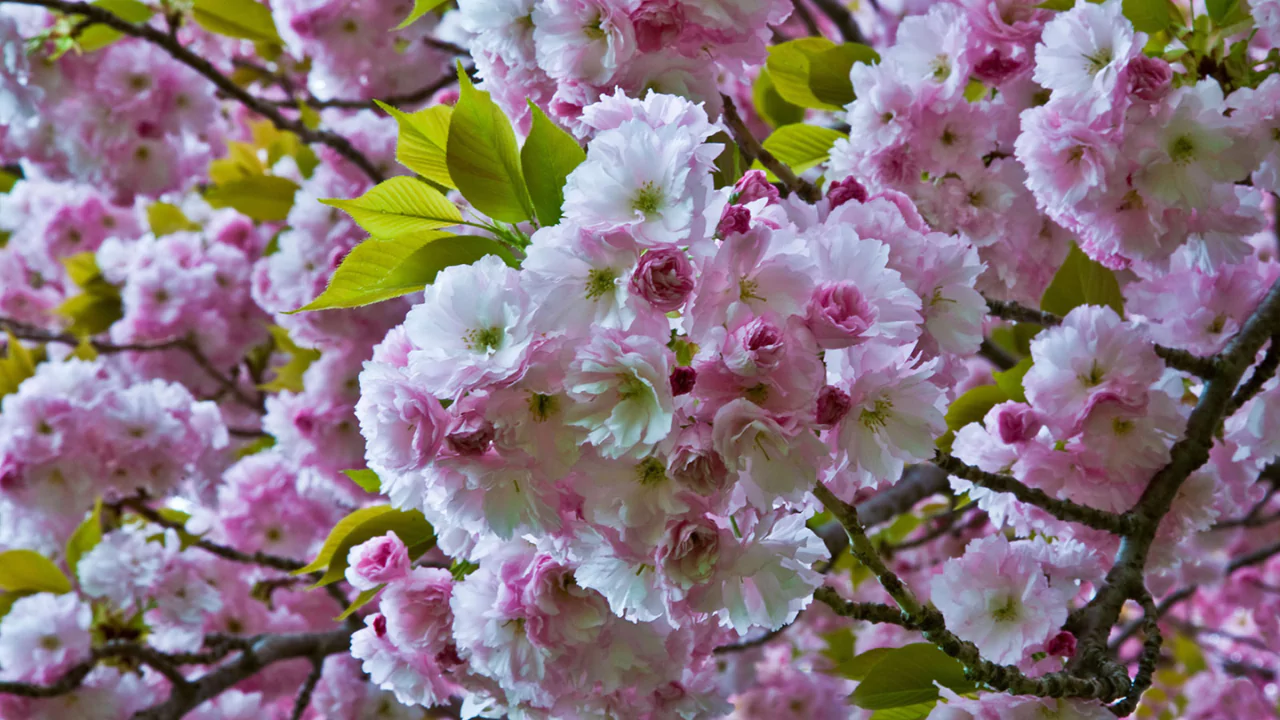 11 Trees That Look Just Like Japanese Cherry Blossom 12 Cherry tree