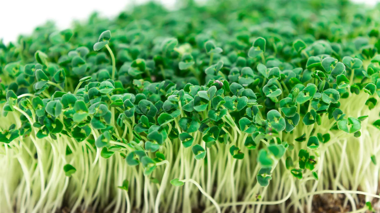 Chia microgreens