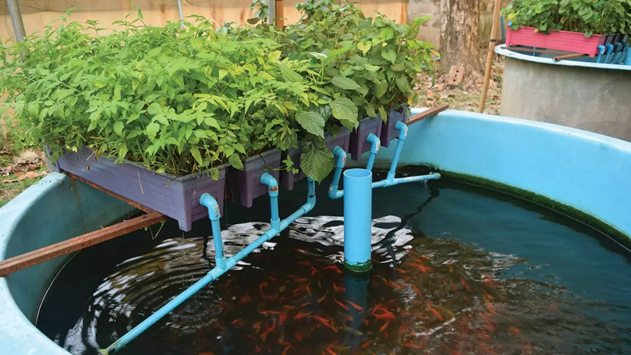 Choosing aquaponics pump
