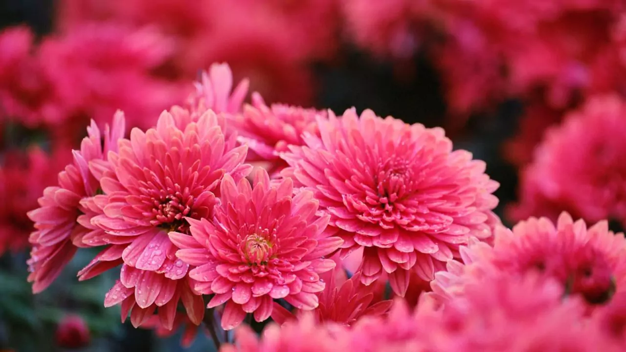 Seasonal Guide To Japanese Flowers 10 Chrysanthemums 1
