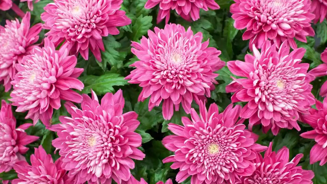 Chrysanthemums
