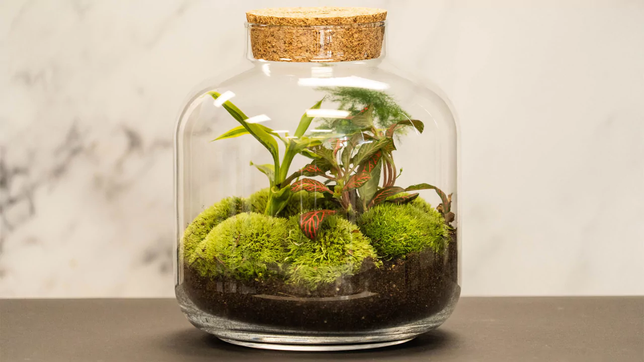 How Long Do Closed Terrariums Last? 2 Closed terrarium lifespan 1