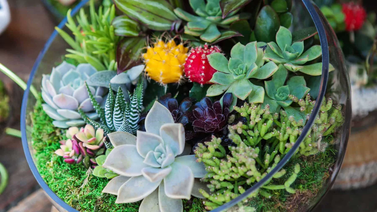 How to Clean Moss for Terrarium