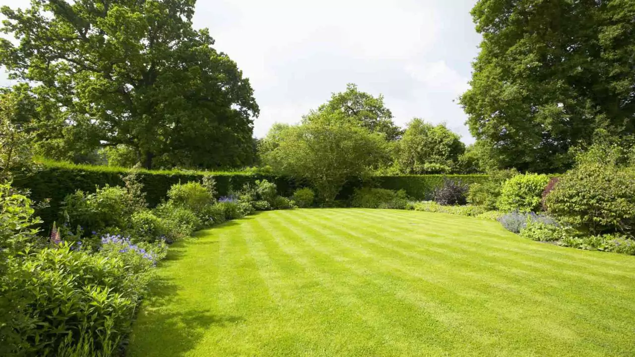 Common centipede Grass Problems