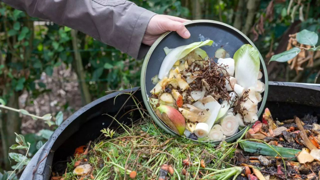 Compost bins flies problem 2