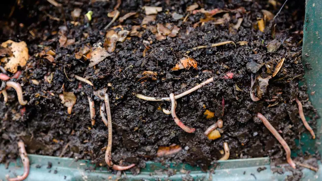 Vermicompost vs Fertilizer: Which is better? 2 Compost or vermicompost