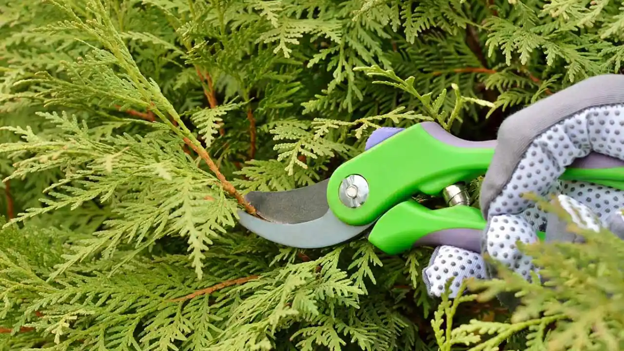 My Guide on How to Revive a Dying Conifer 4 Conifer over pruning