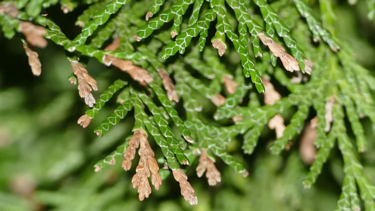 My Guide on How to Revive a Dying Conifer 8 Conifer tree problems