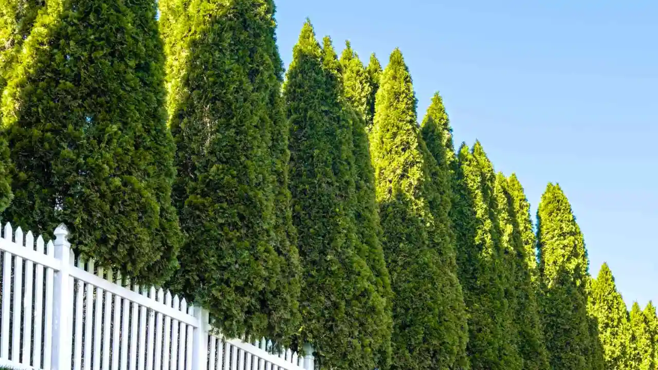 My Guide on How to Revive a Dying Conifer 2 Conifer trees