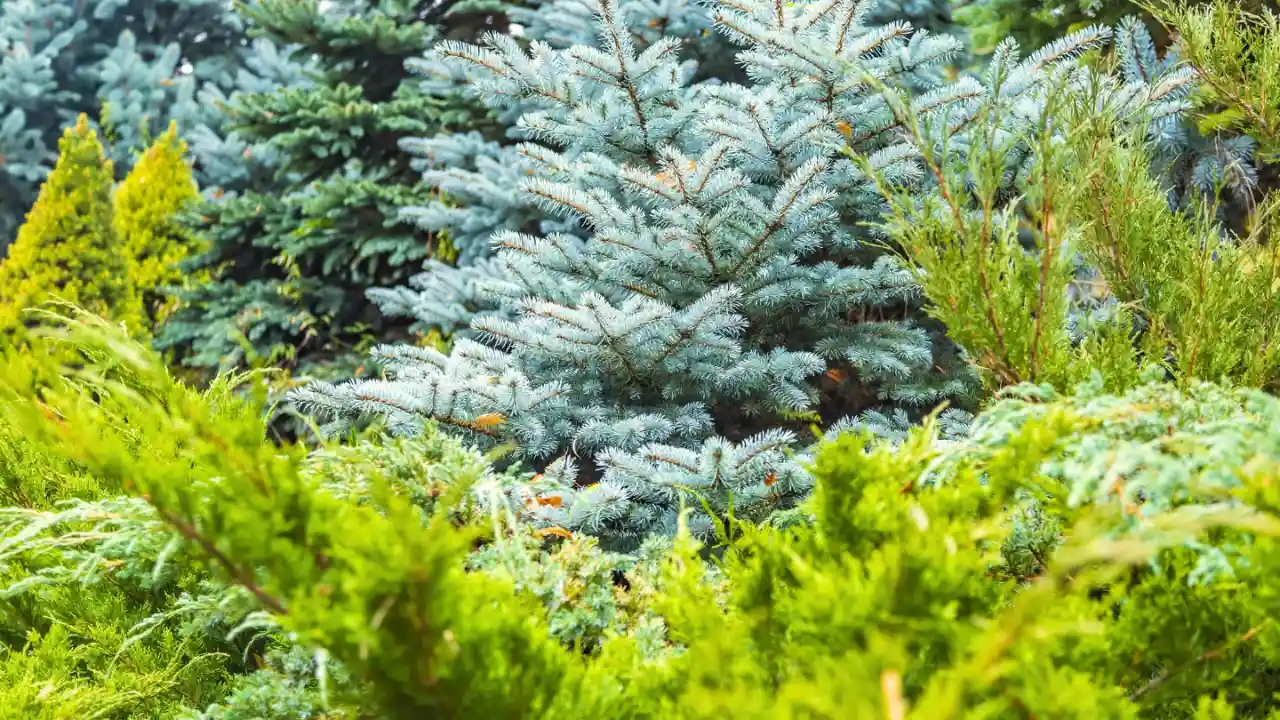 My Guide on How to Revive a Dying Conifer 3 Conifer turning brown – what to do