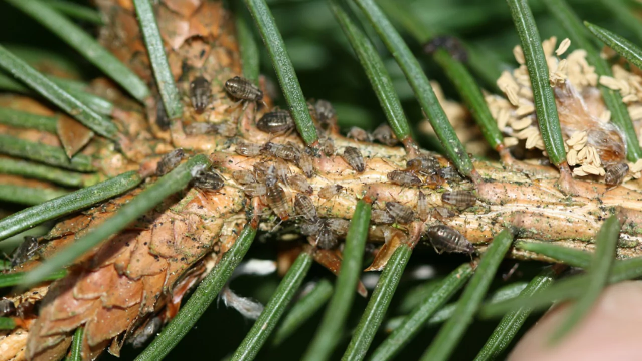 My Guide on How to Revive a Dying Conifer 5 Conifers can have pest problems