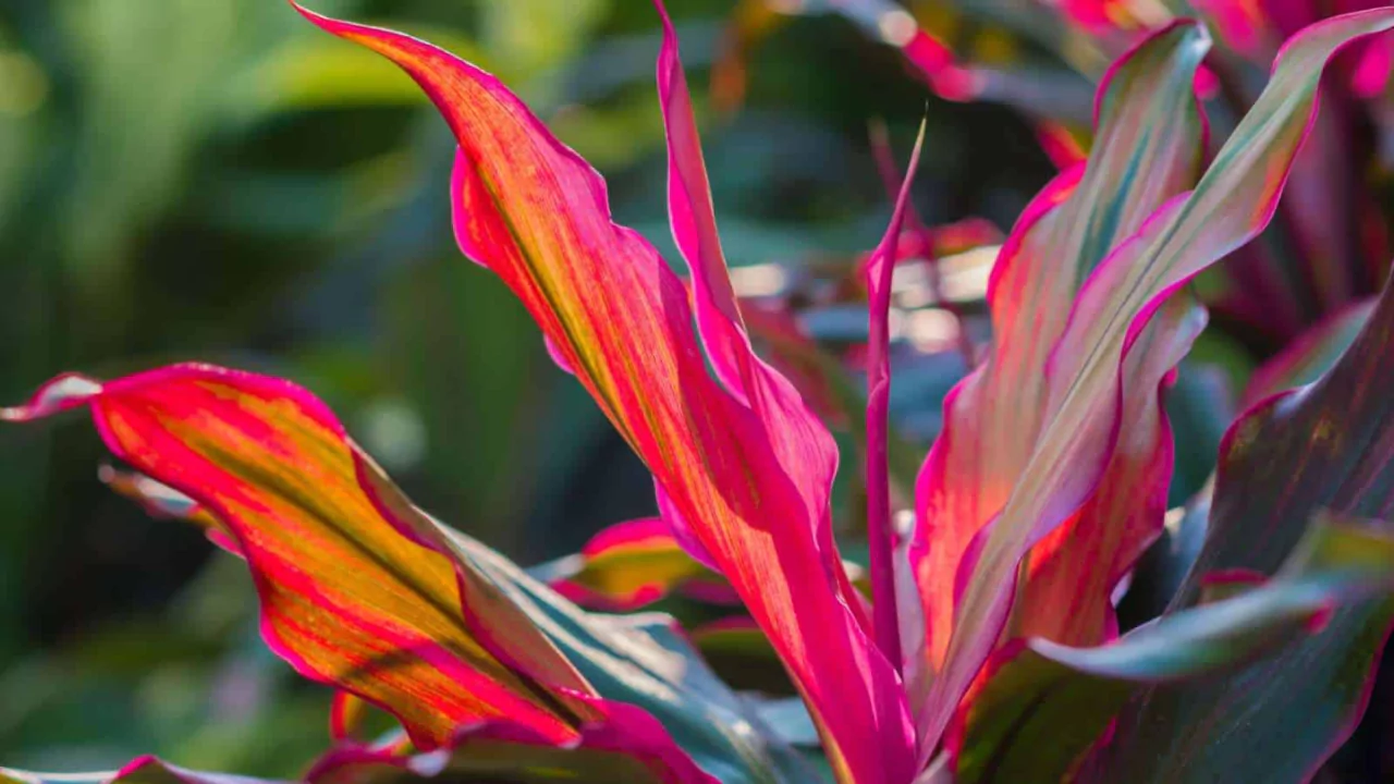 Cordyline Problems: Common Issues and Cures 3 Cordyline issues cures