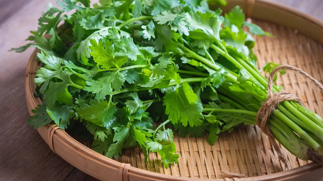 5 Microgreens That Regrow After Cutting 3 Coriander