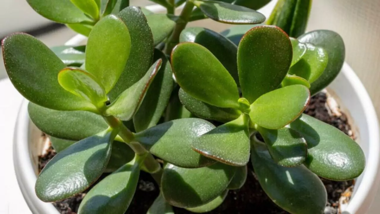 Will Vinegar Kill Succulents? 2 Crassula Ovata 1