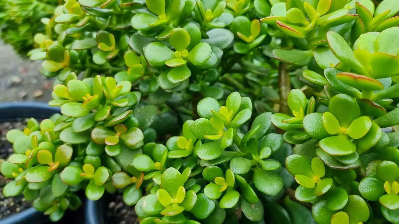 5 Amazing Beautiful Blue House Plants 5 Crassula Ovata