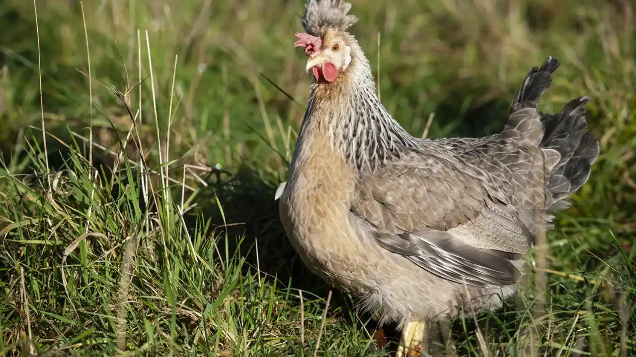 Which Chickens Lay Colored Eggs? 4 Cream Legbar