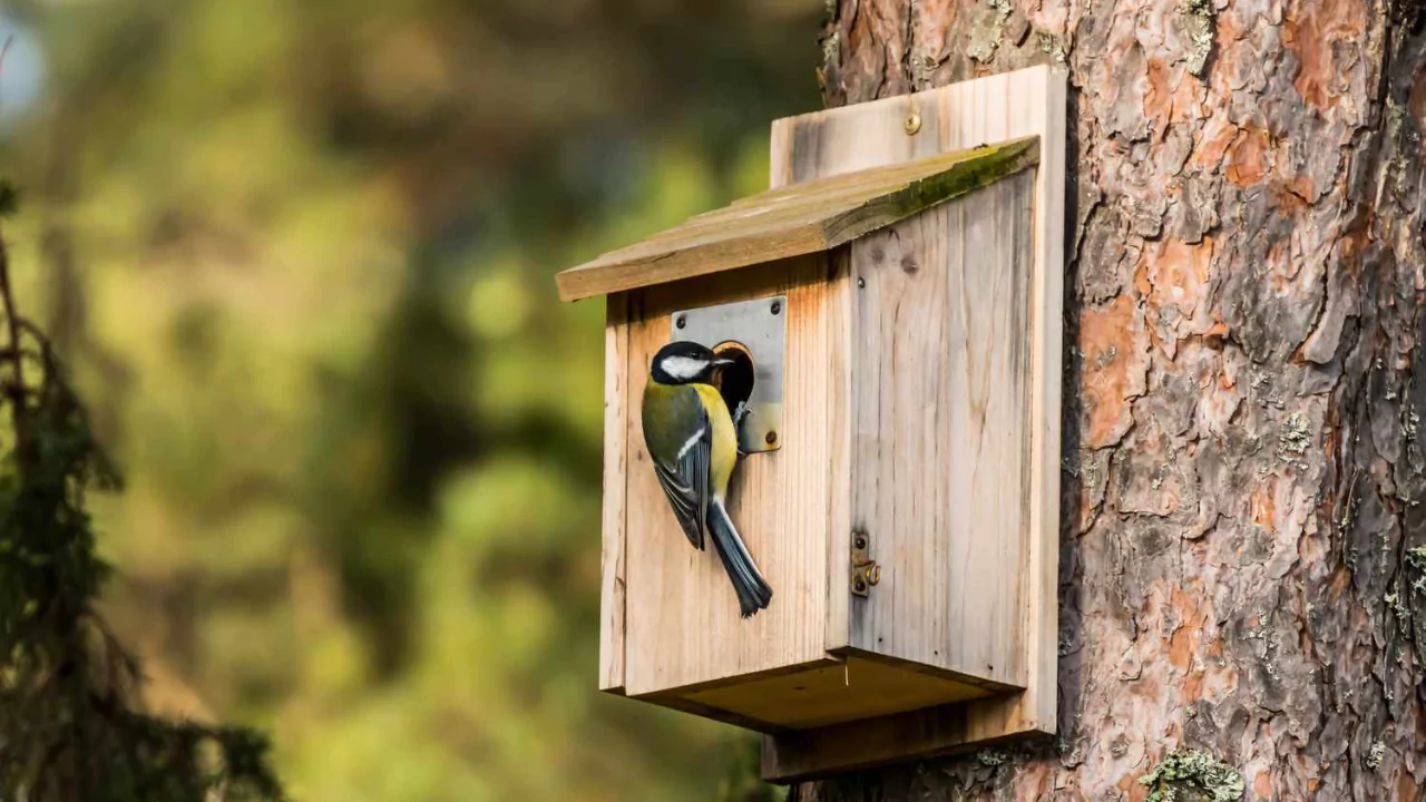 DIY bird nest