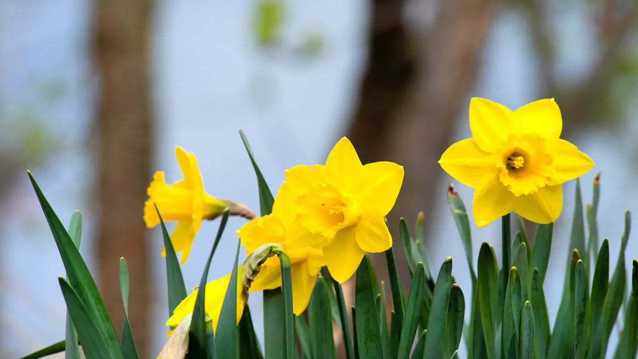 Seasonal Guide To Japanese Flowers 13 Daffodils