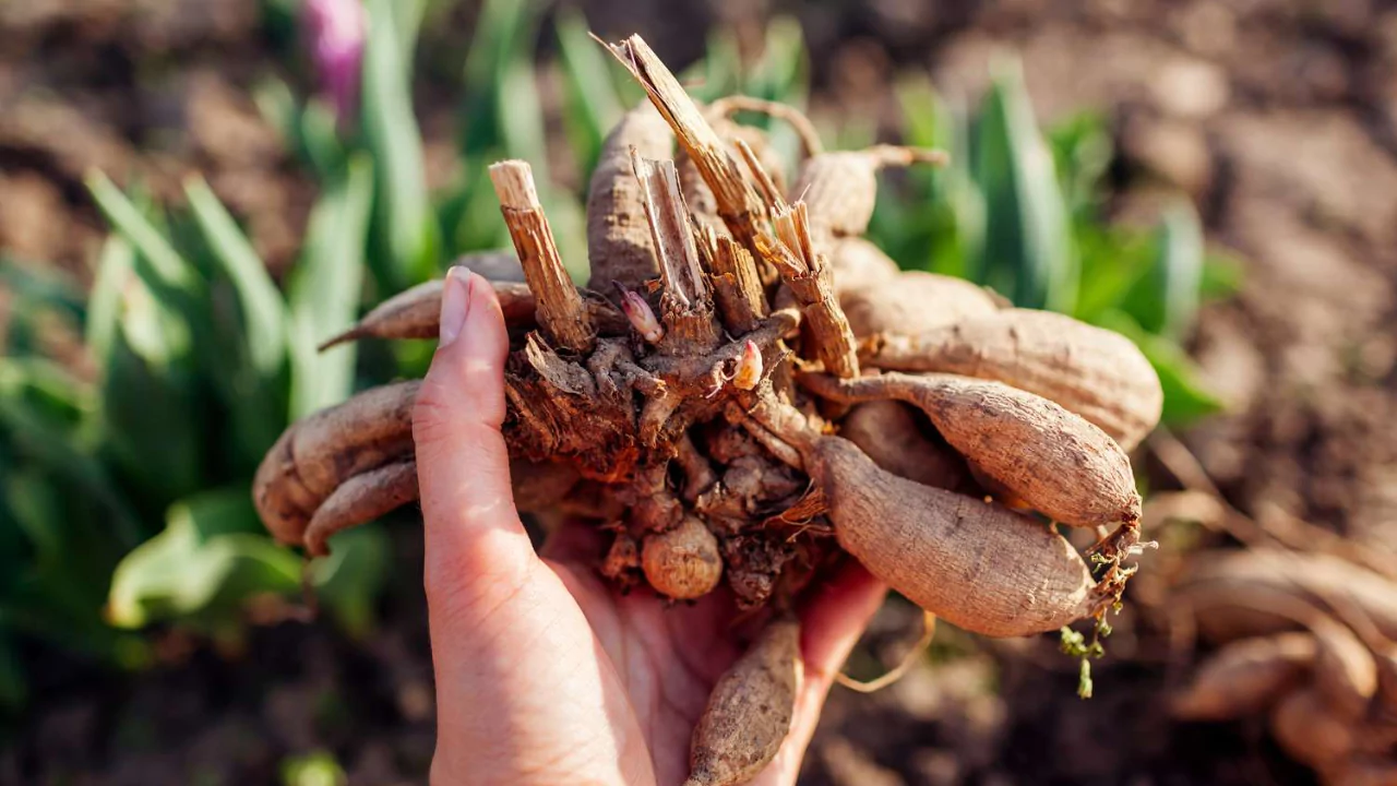 4 Signs Your Dahlia Tubers Are Dead 4 Dahlia Tubers