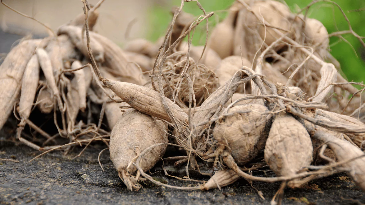 4 Signs Your Dahlia Tubers Are Dead 1 Dahlia tubers importance