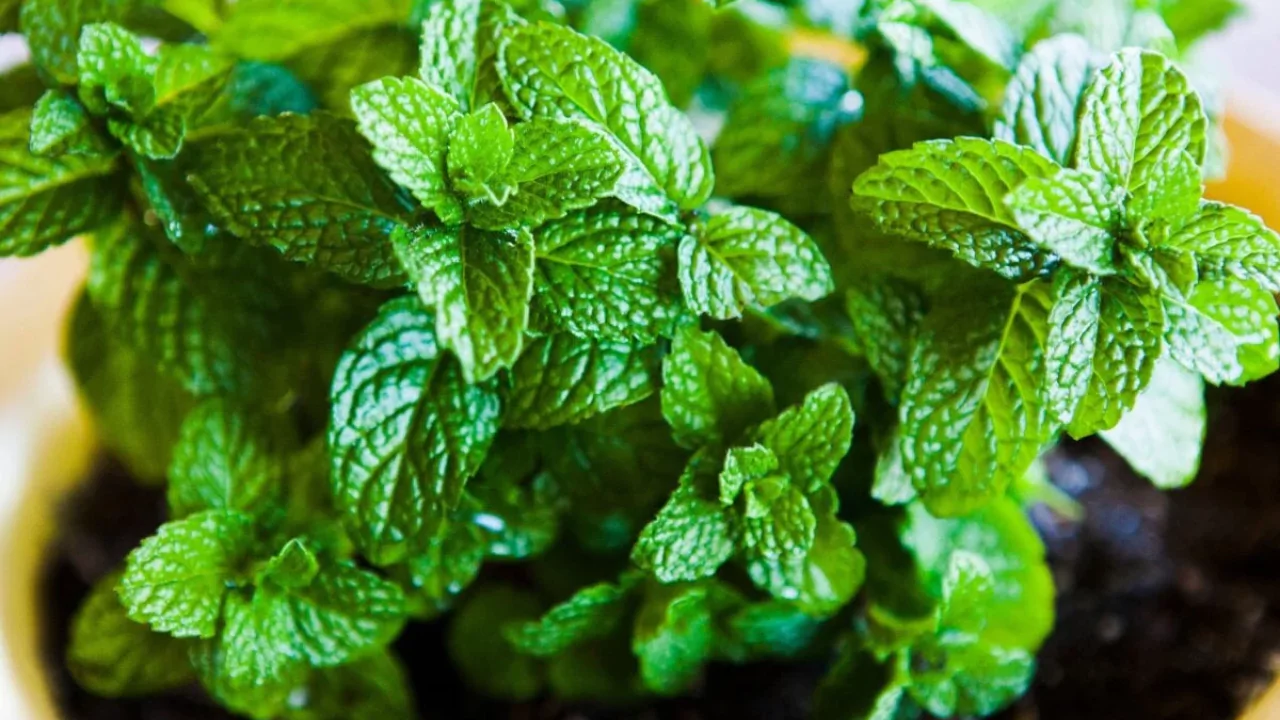 How to Get Big Mint Leaves 2 Does Mint Need Full Sun