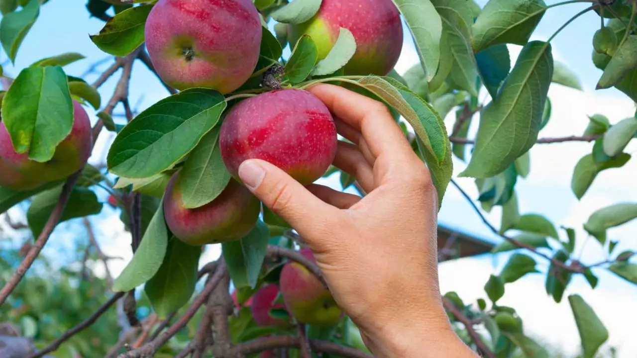 Best Apple Picking Tool For Your Fruit Trees