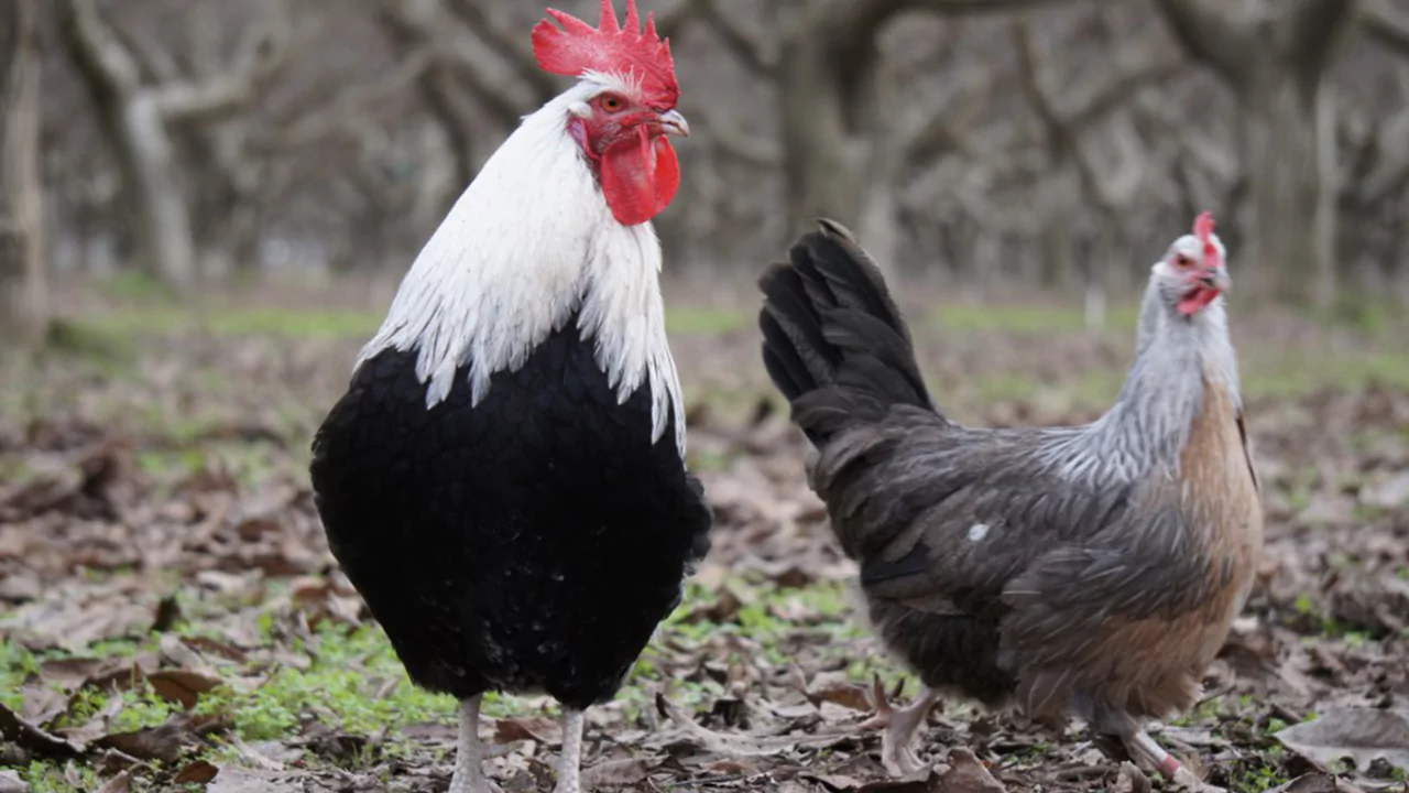 Which Chickens Lay Colored Eggs? 14 Dorking chickens