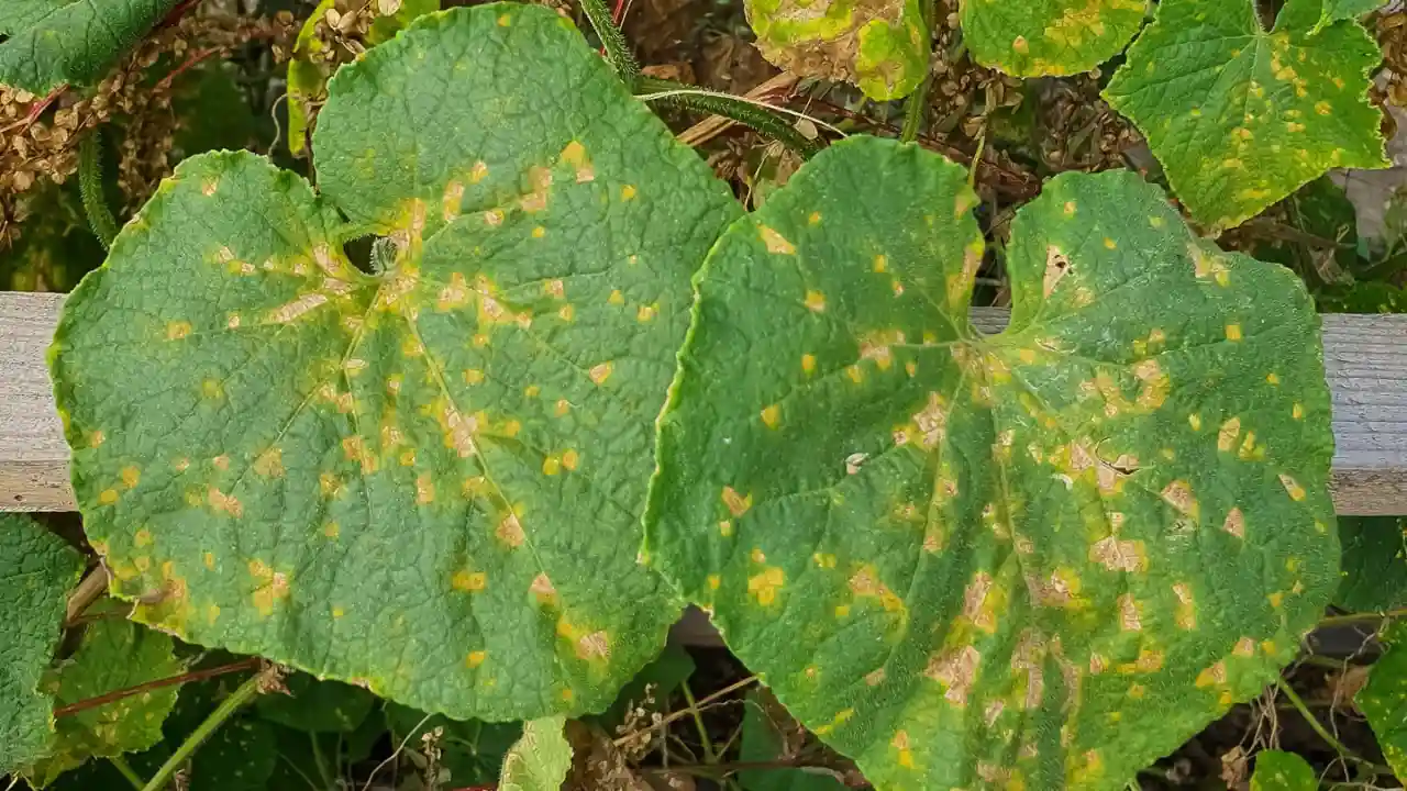Growers Guide for Patola 5 Downy Mildew