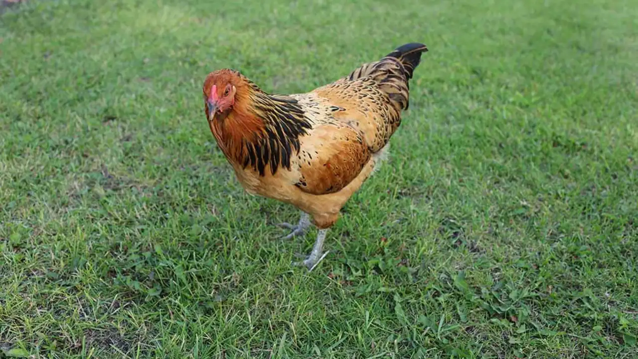 Which Chickens Lay Colored Eggs? 5 Easter Eggers