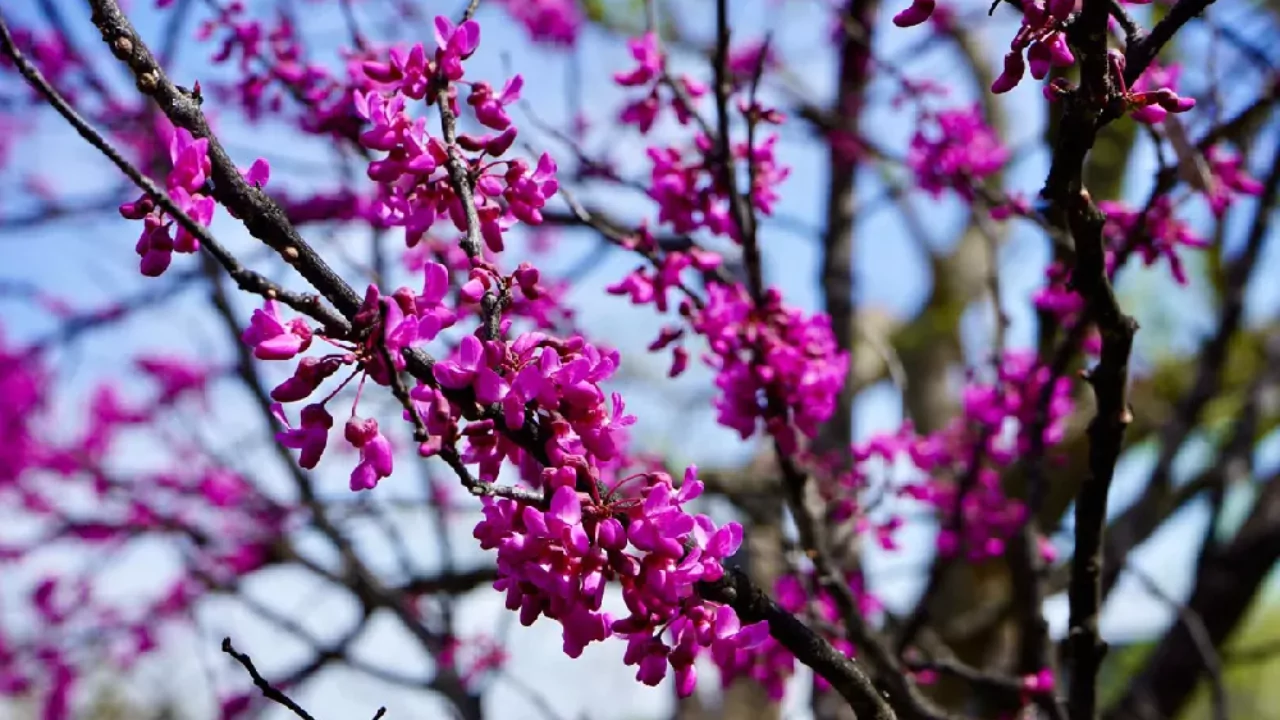 11 Trees That Look Just Like Japanese Cherry Blossom 7 Eastern redbud tree