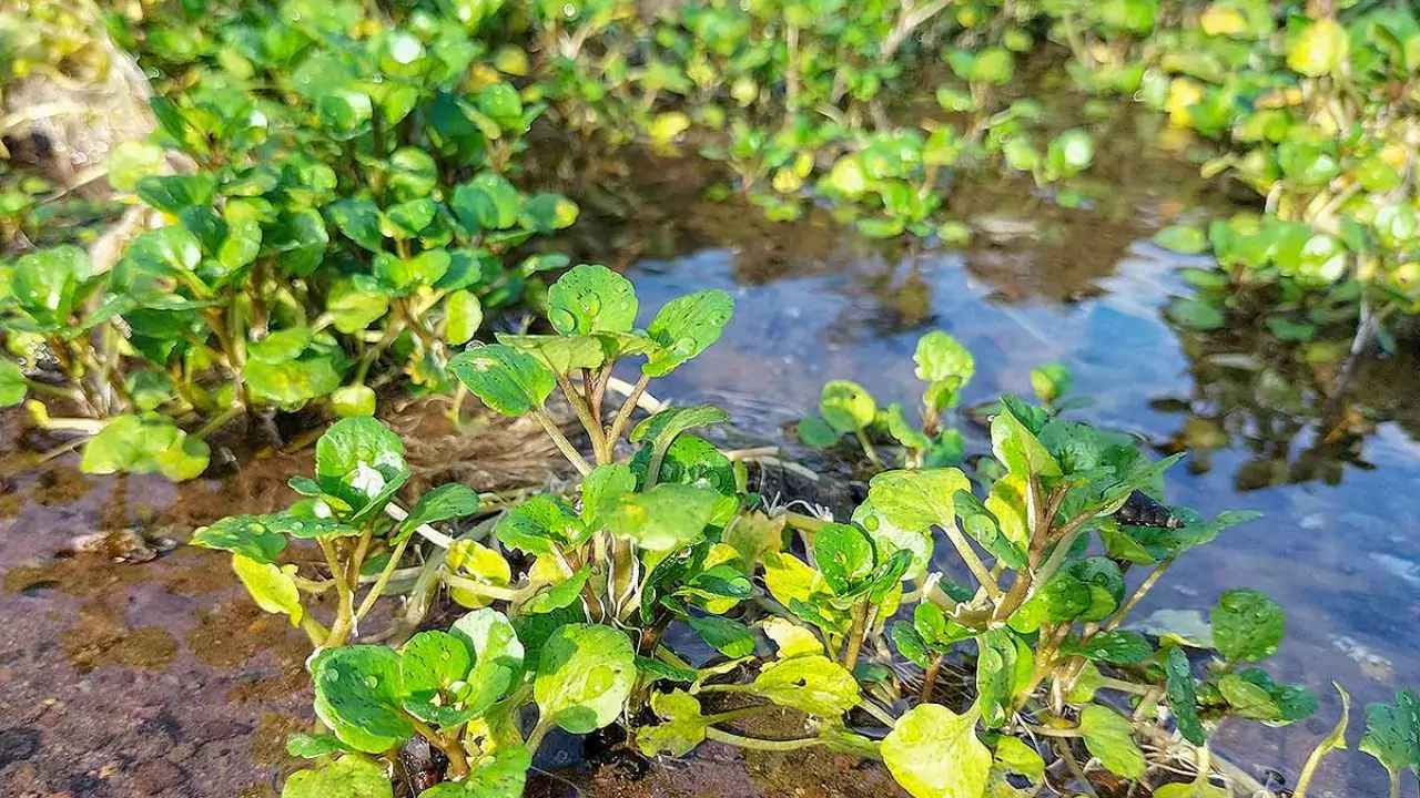 Grower Guide for Watercress Without Soil 7 Eating Watercress From a Pond