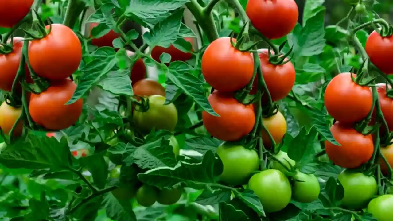 Eating tomato leaves