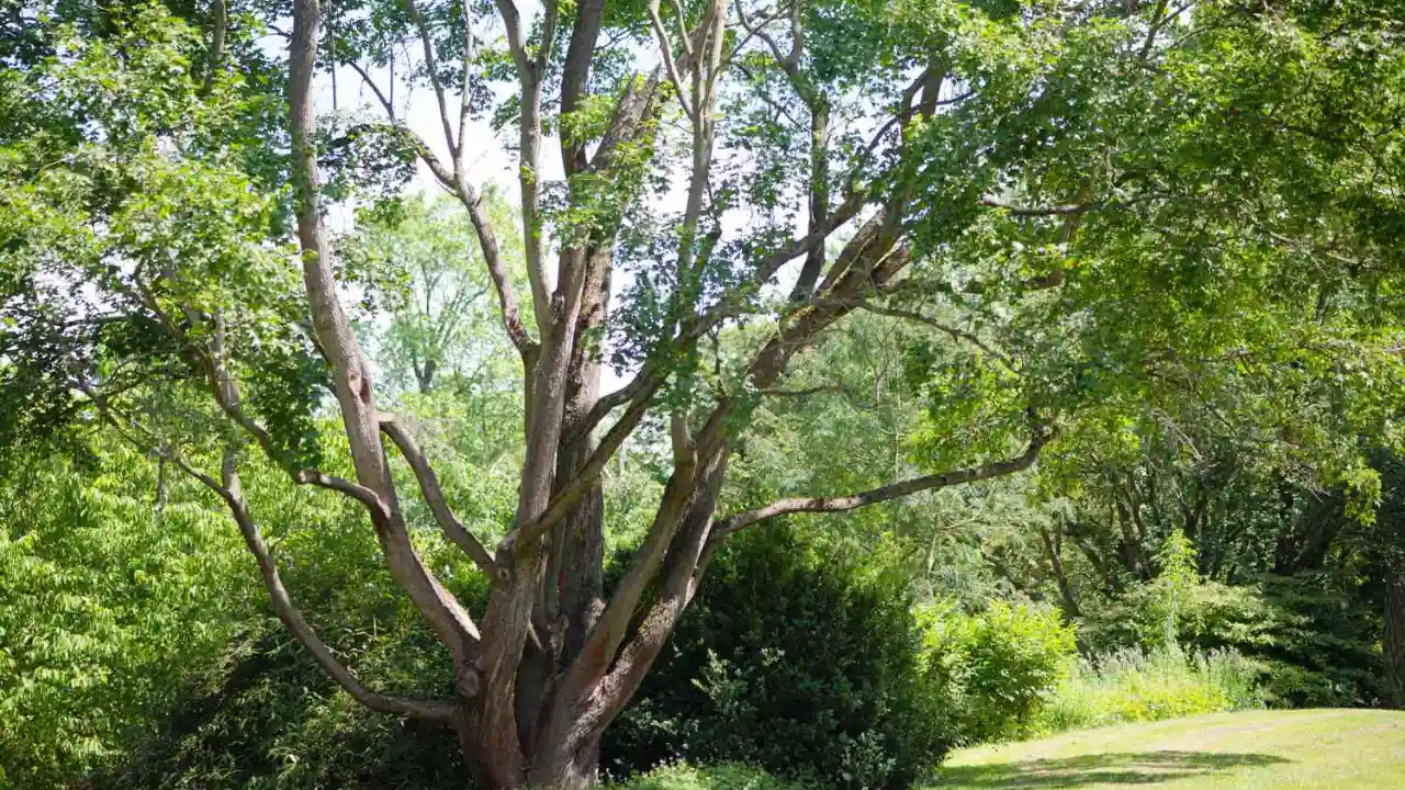 Enormous maple tree