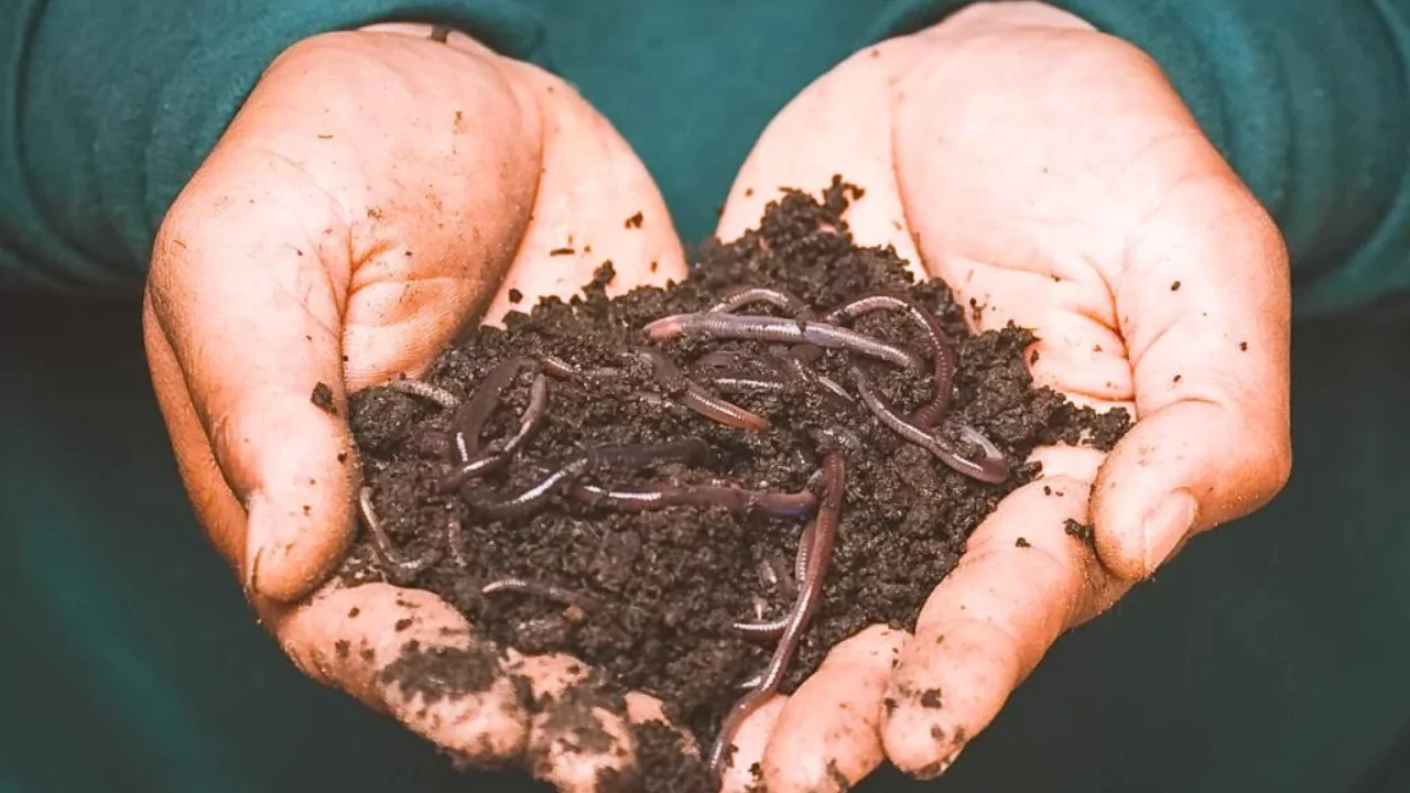 Epigeic garden worm type