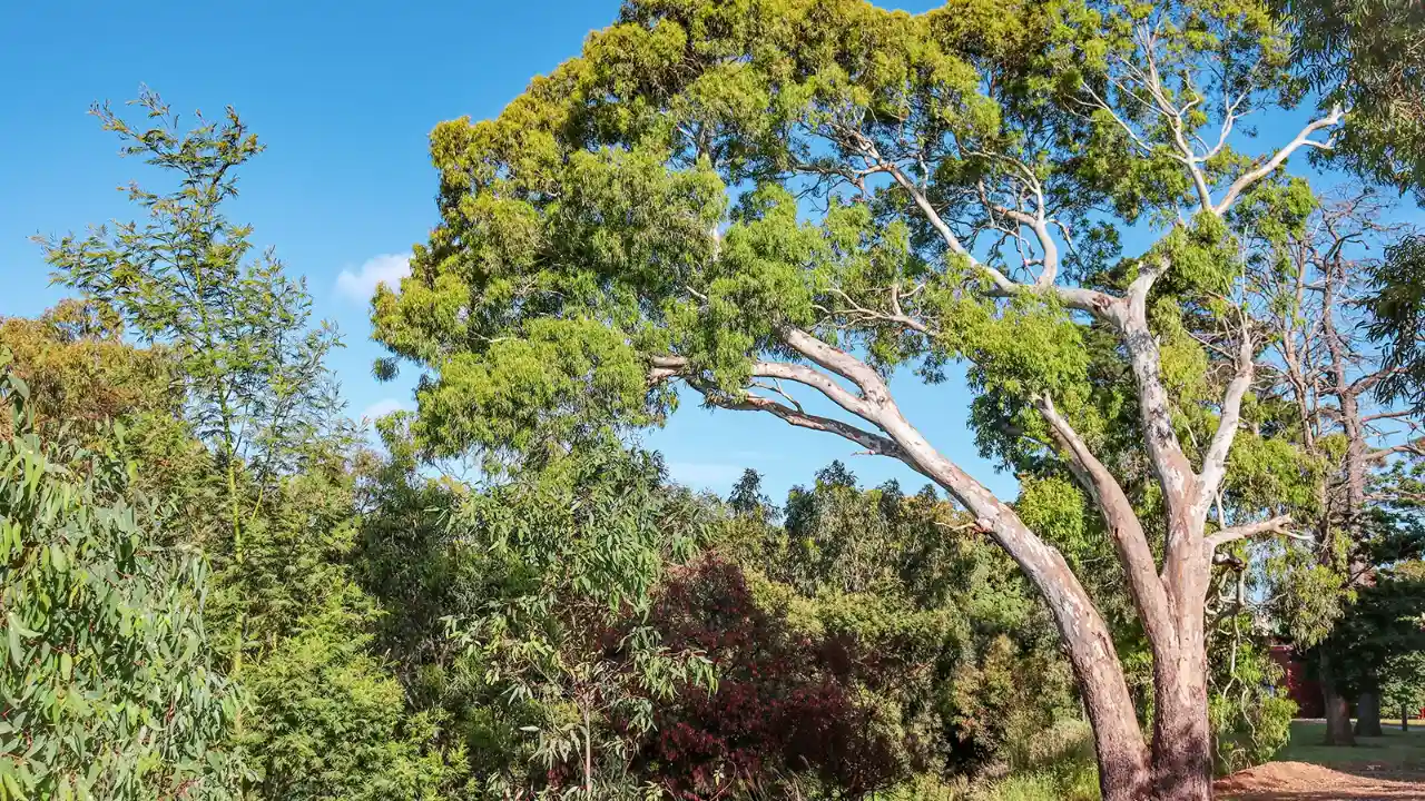 Eucalyptus trees