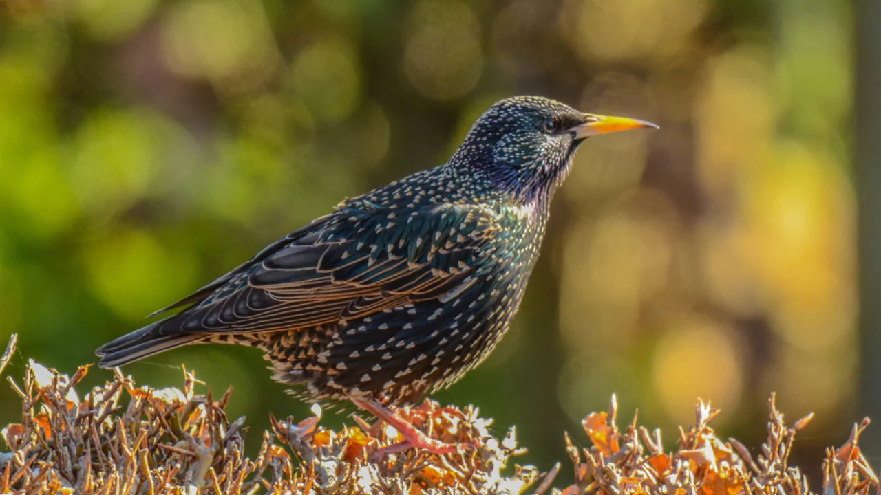 12 Backyard Birds of Ohio 8 European Starlings