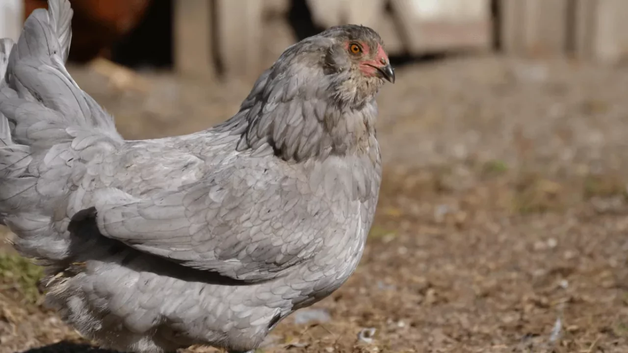 Which Chickens Lay Colored Eggs? 11 Favaucana