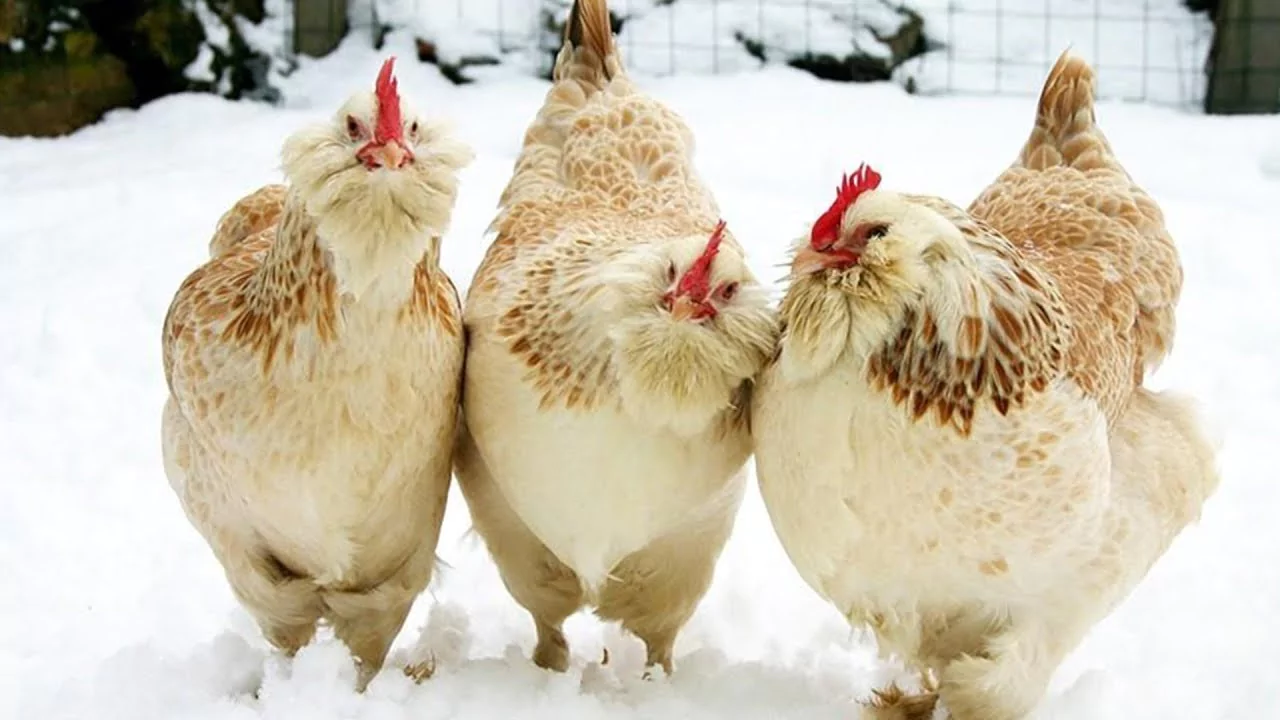 Which Chickens Lay Colored Eggs? 15 Faverolles