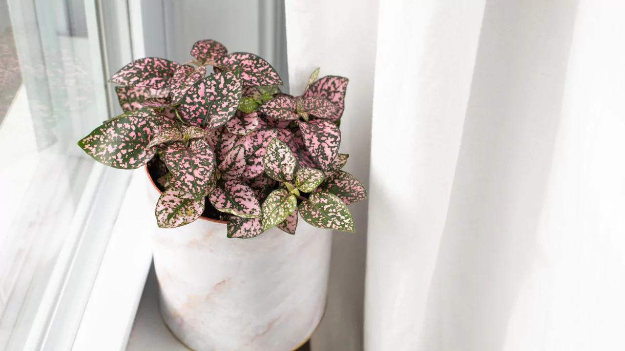 The Polka Dot Plant – A Complete Guide 3 Feeding Polka Dot plant