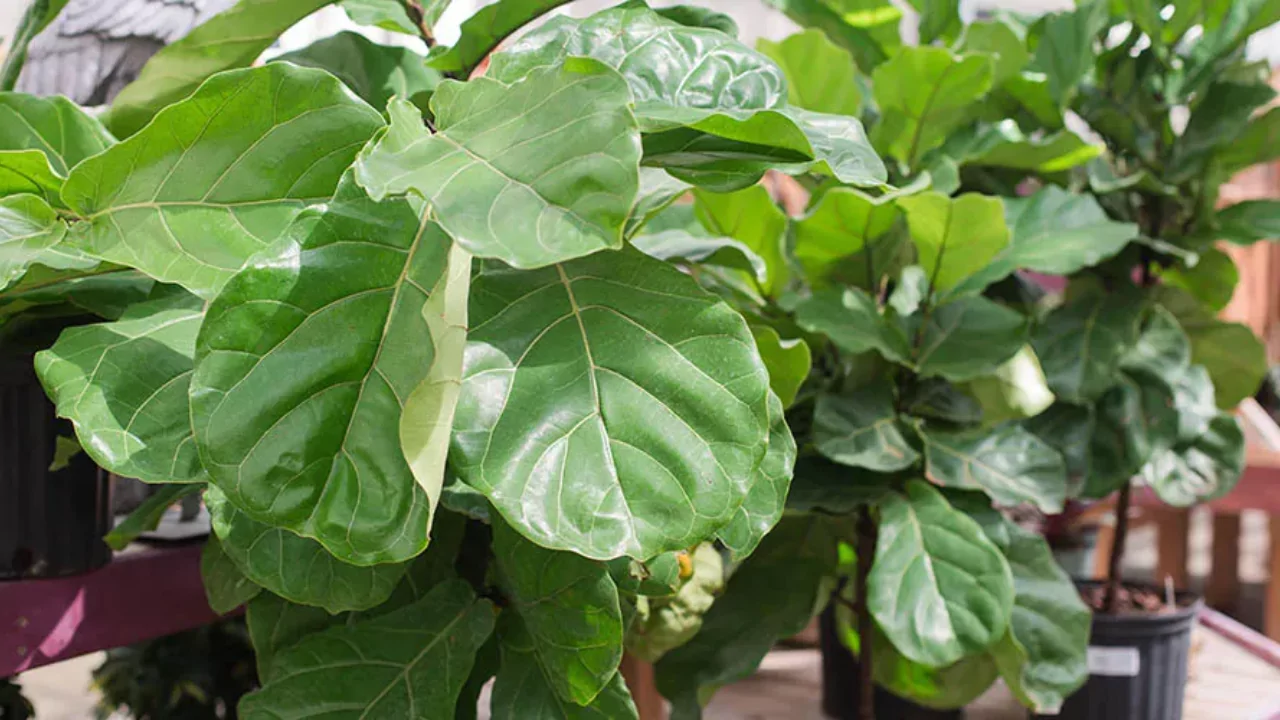 Do Plants Die of Old Age? Everything You Need to Know 8 Fiddle leaf fig 1