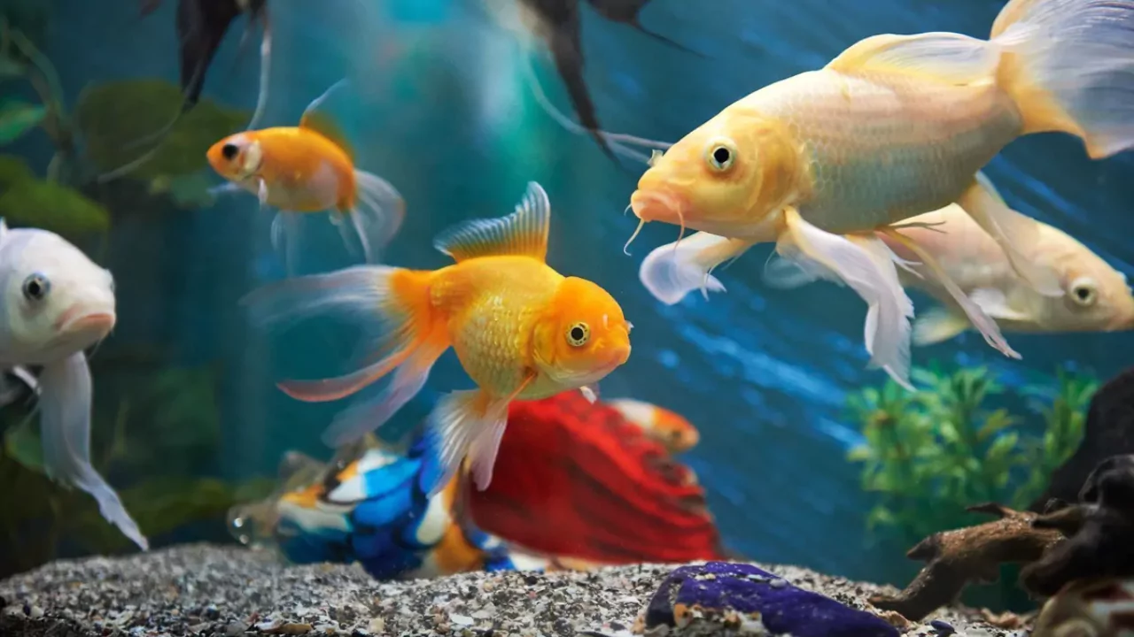 8 Amazing Ideas What to Replace a Pond With (Images) 9 Fish tank