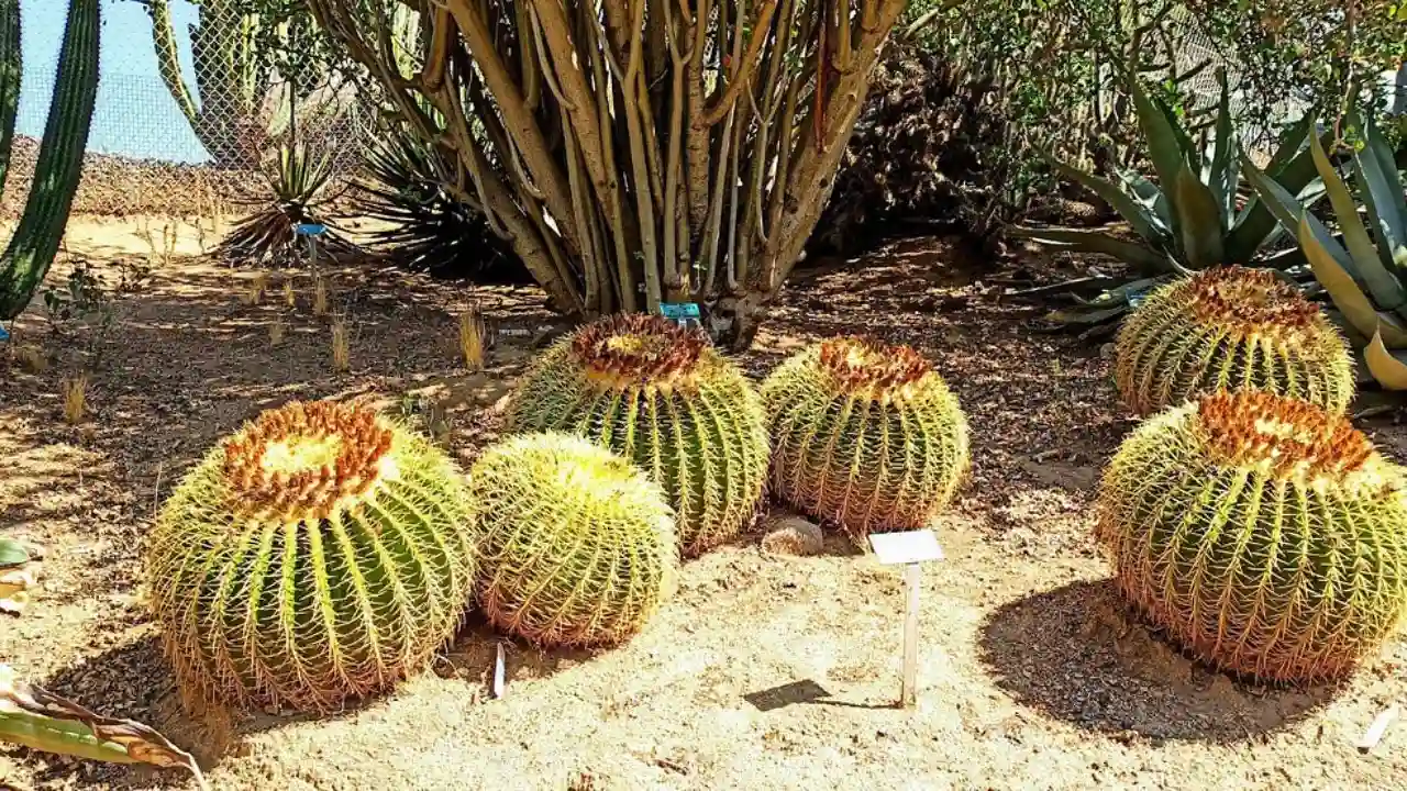10 Beautiful Large & Tall Succulents for Home and Garden 6 Fishhook barrel cactus