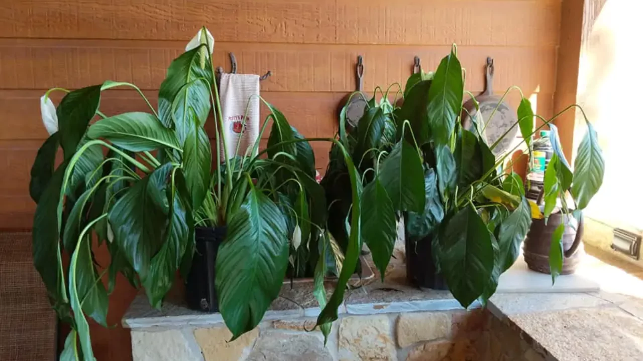 Do Plants Die of Old Age? Everything You Need to Know 9 Fixing drooping plants