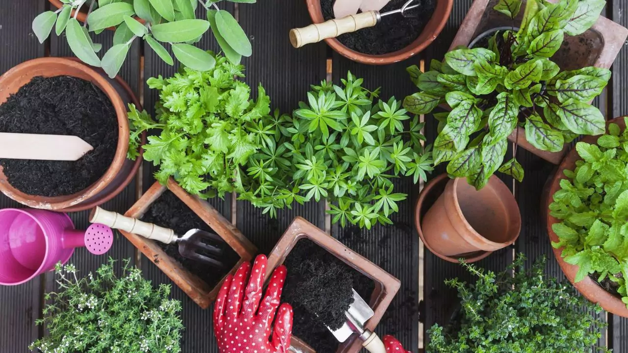 5 Amazing Beautiful Blue House Plants 4 Fixing potting soil