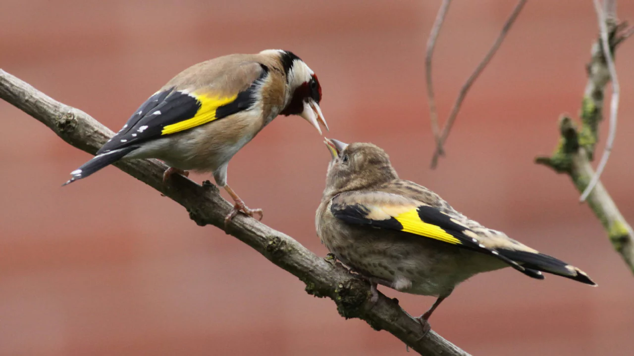 Fledging