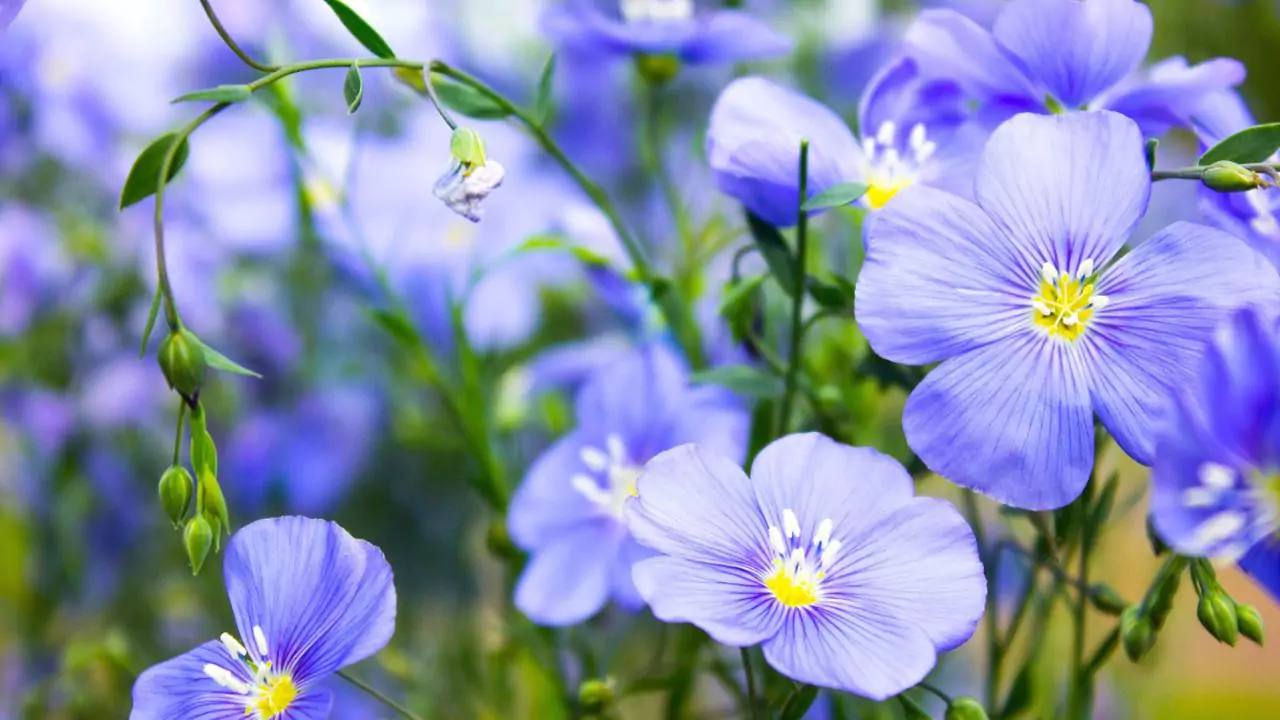 Can You Grow Your Own Wedding Bouquets? 5 Flowers At Home Without Seeds